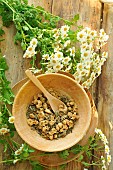 Feverfew (Tanacetum parthenium) flowers and dried in a wooden bowl, aromatic and medicinal plant. Herbal tea with anti-inflammatory, antispasmodic and sedative properties, facilitates difficult digestion