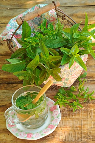 Mint_Mentha_sp_in_an_iron_basket_on_a_garden_table_and_glass_with_mint_leaves_in_water__aromatic_and
