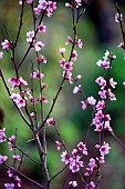 Peach tree (Prunus persica) in bloom, Territoire de Belfort, France