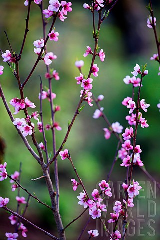 Peach_tree_Prunus_persica_in_bloom_Territoire_de_Belfort_France
