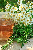 Infusion Chamomile-Rosemary. Rosemary (Rosmarinus officinalis) and Chamomile (Tanacetum parthenium), medicinal plants. Infusion in a transparent cup