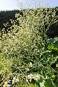Greater sea kale (Crambe cordifolia) in bloom in spring
