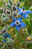 Borage. Borage officinale (Borago officinalis) - blue flowered plant with depurative, diuretic properties, for respiratory disorders, used in cosmetics for oily skin