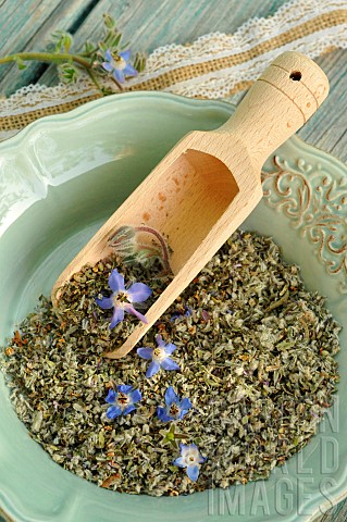 Borage_officinale_Borage_officinale_Borago_officinalis__blue_flowered_plant_dried_in_a_light_blue_pl