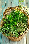 Basket of herbs. Fresh flowering thyme (Thymus vulgaris) - aromatic medicinal herbs - virtues - Sage (Salvia officinalis) - Lemon balm (Melissa officinalis) - Chamomile (Tanacetum parthenium) - Rosemary (Rosmarinus officinalis), in a wicker basket