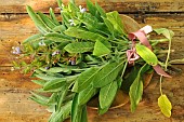 Sage. Fresh Sage (Salvia officinalis) - aromatic and medicinal - sage leaves in a wooden bowl - health benefits - kitchen - garden-