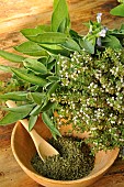 Thyme (Thymus vulgaris) and Sage (Salvia officinalis). Freshly bloomed and dried thyme in a wooden bowl - aromatic medicinal herbs - virtues and benefits