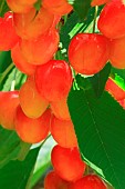 Cherry (Prunus cerasus) on tree