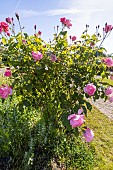 Rose floribunda, Rosa Queen Elisabeth Breeder : Lammerts (USA) 1954