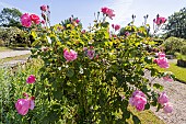 Rose floribunda, Rosa Queen Elisabeth Breeder : Lammerts (USA) 1954