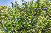 Blueblossom Ceanothus (Ceanothus thyrsiflorus) Skylark in bloom