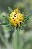 Rudbeckia sp. bud