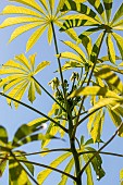 Cassava (Manihot esculenta) leaves