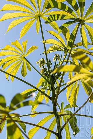 Cassava_Manihot_esculenta_leaves