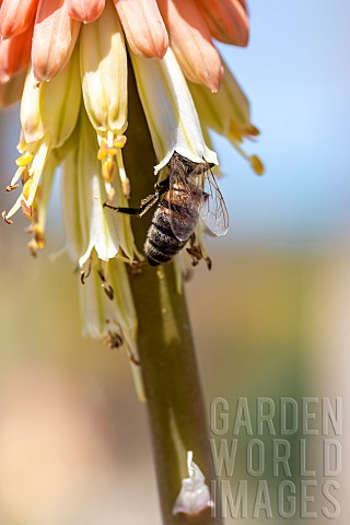 Honey_bee_Apis_mellifera_foraging_on_Tritoma_Kniphofia_sp