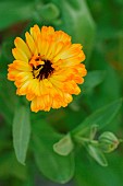 Calendula flowers (Calendula officinalis), Calendula virtues