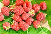 Freshly picked Raspberries (Rubus idaeus), soft fruits