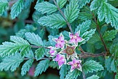 Ghost Bramble (Rubus thibetanus) Silver Fern, flowers