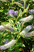 Hebe Miss E Fittall, flowers