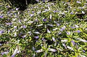 Hebe Miss E Fittall, in bloom