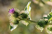 Lesser burdock (Arctium minus) flowers, Vaucluse, France