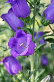 Canterbury bells (Campanula medium)