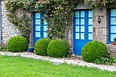 Boxwoods trimmed into a ball in a garden in summer, Brittany, France