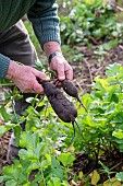 Black radish harvest, autumn, Moselle, France