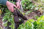 Black radish harvest, autumn, Moselle, France