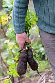 Black radish harvest, autumn, Moselle, France