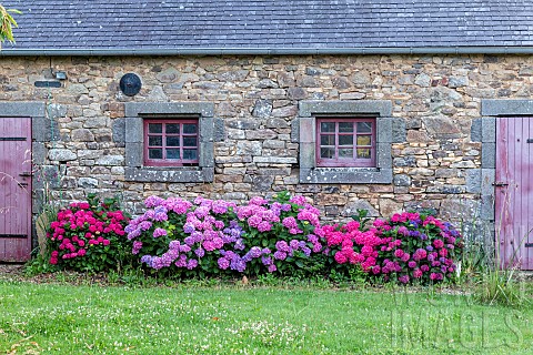 Hydrangea_Hydrangea_sp_in_bloom_on_a_stone_faade_summer_Finistre_Brittany_France