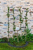 U-shaped pear tree on a stone wall, summer, Finistère, France