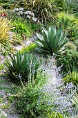Century Plant (Agave americana) in a garden, summer, Finistère, France