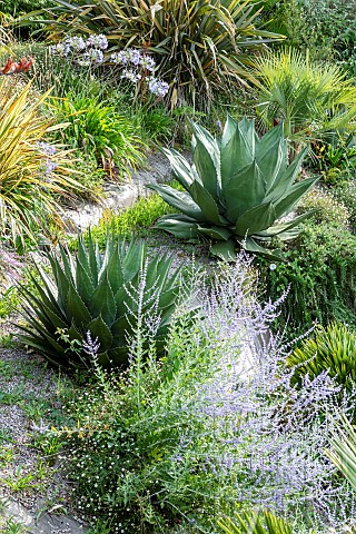 Century_Plant_Agave_americana_in_a_garden_summer_Finistre_France