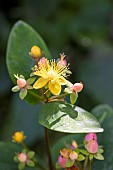 Albury purple (Hypericum androsaemum) flower, summer, Pas de Calais, France