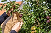 Bagging the best pears with kraft paper bags (recycling), to protect them, summer, Pas de Calais, France