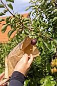 Bagging the best pears with kraft paper bags (recycling), to protect them, summer, Pas de Calais, France