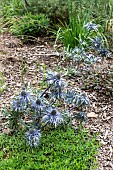 Alpine sea holly (Eryngium alpinium), summer, Finistere, France