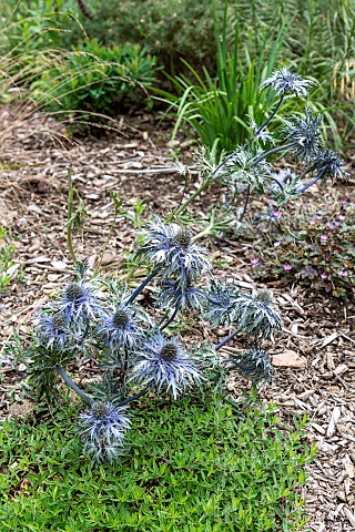 Alpine_sea_holly_Eryngium_alpinium_summer_Finistere_France