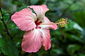 Hibiscus storckii is considered extinct in the wild since 1963, Conservatoire botanique national de Brest, Bretagne, France