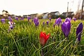 Crocus in flower in a garden, winter, Pas de Calais, France