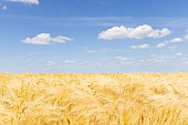 Barley field, spring, Pas de Calais, France