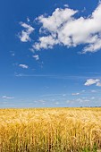 Barley field, spring, Pas de Calais, France