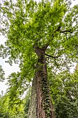 Black Walnut (Juglans nigra), summer, Pas de Calais, France