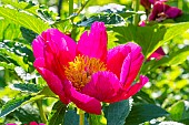 Herbaceous Peony (Paeonia lactiflora) Vicomte de Trencavel, flower