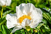 Herbaceous peony (Paeonia lactiflora) Krinkled White Breeder : Brand 1928, flower