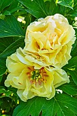 Intersectional Paeonia (Paeonia itoh) Canary Brilliants Breeder : Anderson (USA) 1999, flowers