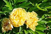 Intersectional Paeonia (Paeonia itoh) Canary Brilliants Breeder : Anderson (USA) 1999, flowers