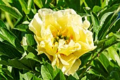 Intersectional Paeonia (Paeonia itoh) Canary Brilliants Breeder : Anderson (USA) 1999, flower