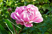Herbaceous peony (Paeonia lactiflora) Lady Alexandra Duff Obtenteur : Kelway 1902, flower